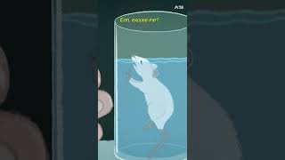 The forced swim test is a barbaric experiment that torments innocent animals.