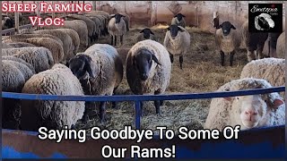 A Day At Ewetopia Farms: From Having Lambs To Selling Rams!