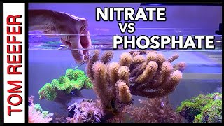 Reef Tank (NITRATE VS PHOSPHATE - SHOULD THEY BE HIGH OR LOW? )