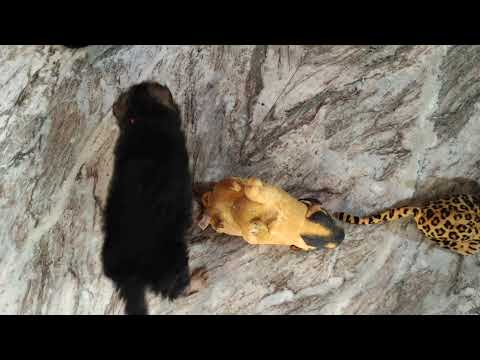 Trick played by Shera on Abhi (very funny moment)