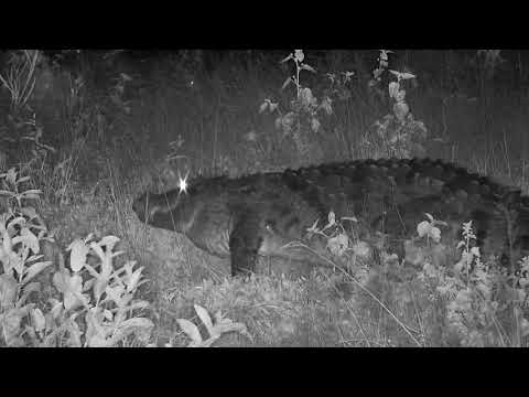 Djuma: Crocodile moves from grass back to the dam - 20:20 - 03/07/20