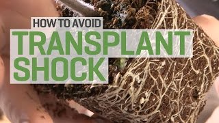 Propagation and Transplanting: How to Avoid Transplant Shock
