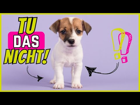 Die 6 dümmsten Fehler in der Welpenerziehung