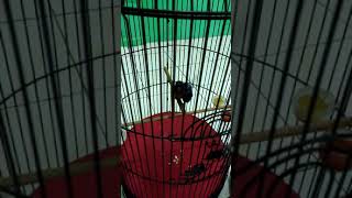 Download lagu akibat mimik jahat jadi mantab🤣🤣 mp3