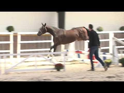 30. Mecklenburger Körtage 2020 - Kat.Nr. 63 - Junghengst v. Comthago VDL - Vigo D'Arsouilles