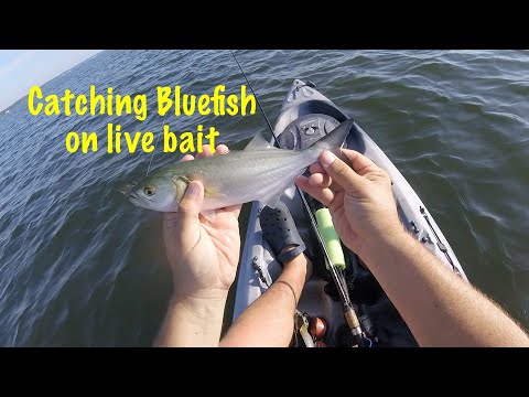 Live bait for bluefish