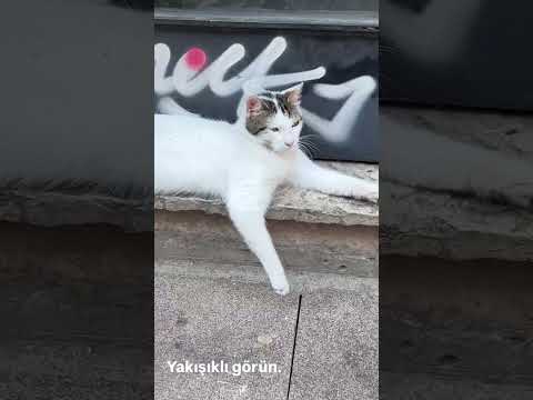 My Memory TV #funny #animals #comedy #cute #cutecat #cat #catlover #cats #catshorts #kitten #kitty