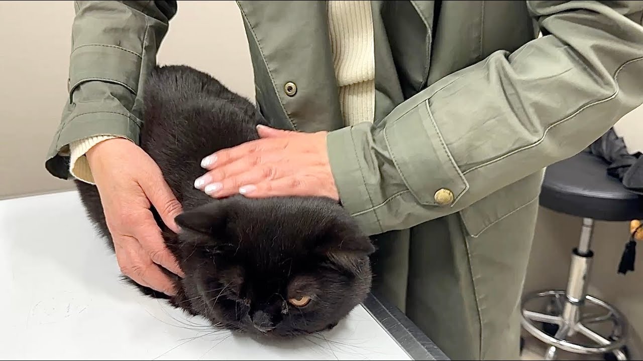 手術の日、凄まじい殺気を放つ黒猫