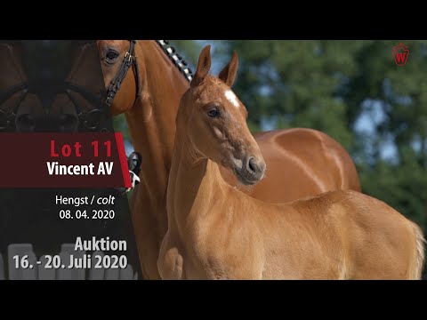 Westf. Online Auktion 16. - 20. Juli: Lot 11 Vincent AV Hengst v. Vainqueur - Lauries Crusador xx