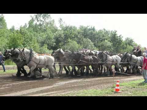 Belgian Draft Horses- horse pulling vs tractor pulling