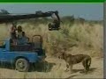 KAAL MAKING WITH TIGERS