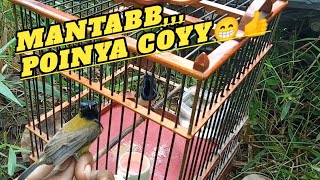 Download lagu How to attract sogon that is difficult to come down, in a tall tree location‼️ mp3 Download lagu How to attract sogon that is difficult to come down, in a tall tree location‼️ mp3