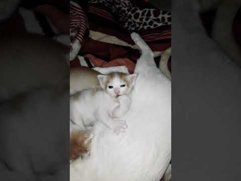 Kitten grooming itself