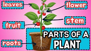 🪴PLANT PARTS🌳and their FUNTION for KIDS - [Root, Stem, Leaf, Flower & Fruit]🌷 #colorfullearning