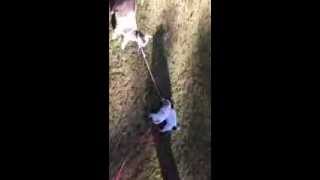 Jack Russell Terrier Puppies Leading the Baby Goat Around by a Leash - So Funny!!