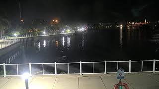 Florida · Sawfish Bay live stream