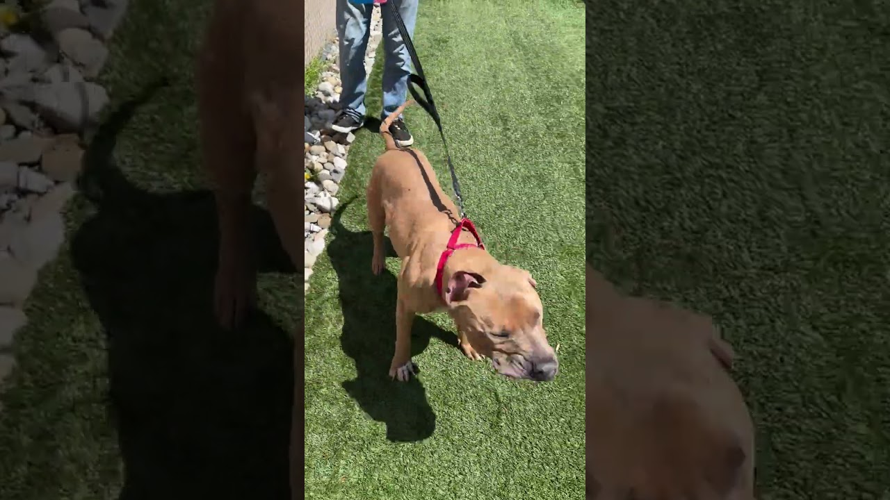 Enlarge Meet KANE - Fixed, friendly, housebroken and HANDSOME! Great Boy!, an adoption pending American Staffordshire Terrier in Clifton, NJ video 6/6