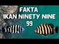 Ikan Hias Kecil Garis Vertikal