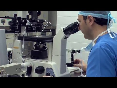 IVF PROCESS STEP BY STEP (In Vitro Fertilisation): Laboratory fertilisation