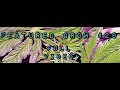 FEATURED GROW #29: FULL VIDEO: BRUCE BANNER #3 from Original Sensible Seeds under MARS HYDRO TS 3000