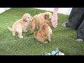 Cavapoo dogs for sale: Astrid - Video 1
