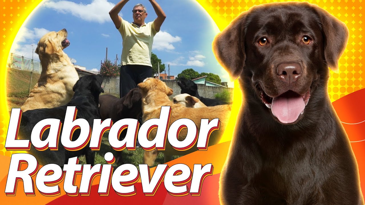 LABRADOR RETRIEVER: o cão multitarefa | Guia de Raças Baw Waw