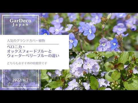 園芸 穂軸上のベロニカ