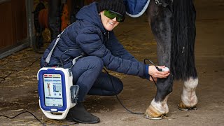 Terapeutyczny laser weterynaryjny - M-VET