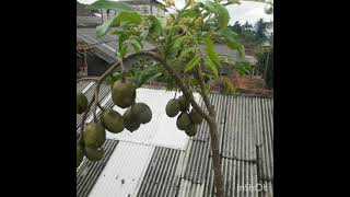 Download lagu #foto keluarga di kampung# mp3 Download lagu #foto keluarga di kampung# mp3