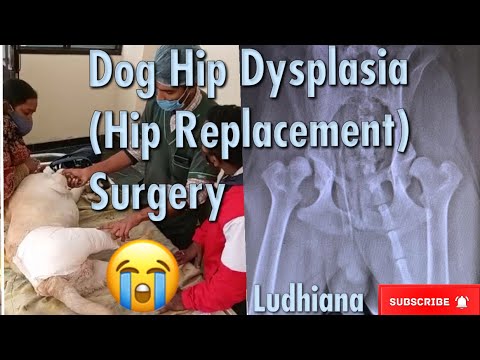 YouTube video about: How much does hip dysplasia surgery cost for dogs?