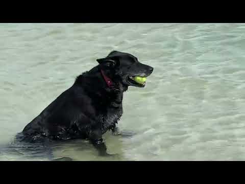 Sheba in the beach water beach 🏖 beach 🏝