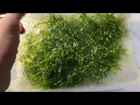 How to KILL snails and other pests on new aquarium plants