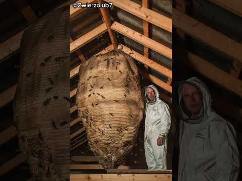 Wielkie Gniazda Szerszeni i Os!!! #ciekawostki #szerszenie #osy #fakty #shorts #natura #przyroda