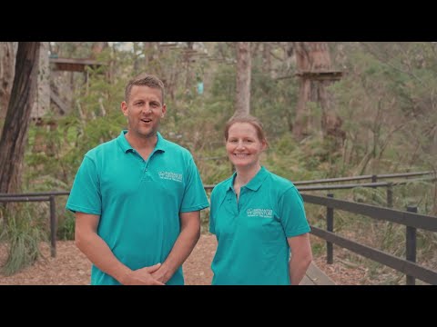 Enchanted Adventure: the Home of Tree Surfing