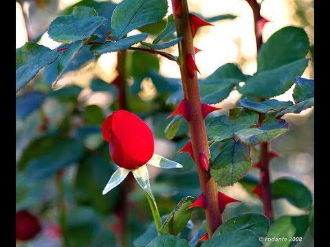 Ligia Mayo   Qué es un bolero   Colección Lujomar