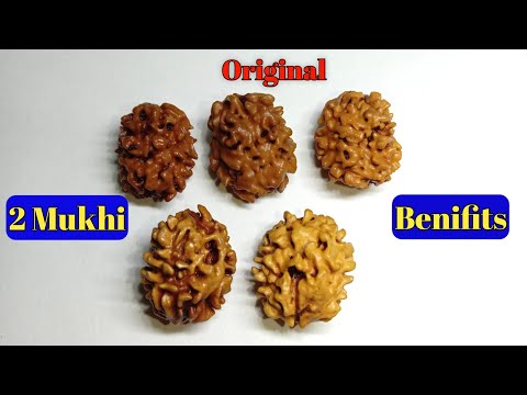 Natural wood colour ( brown ) 2 mukhi himalayan rudraksha, s...