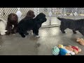 Newfoundland dogs for sale: Cole - Video 1