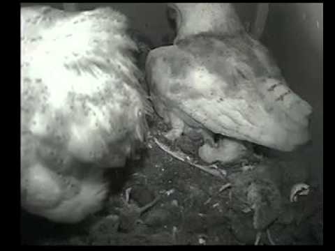 Barn owl hatchlings under Mama's wing - The Somerset Wildlife Trust
