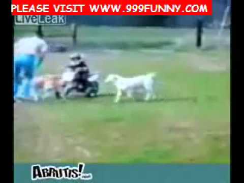 Funny stupid videos - Stupid Funny Movie Collections