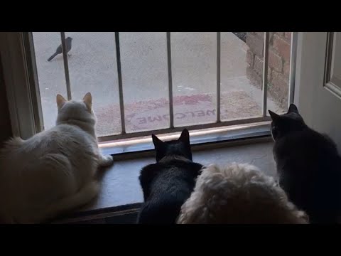 Dog Scares Cats Watching Birds