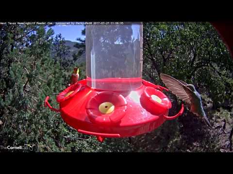 Rufous and Broad-tailed Hummingbirds Share Feeder – July 27, 2017