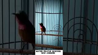 Download lagu Konin gacor materi pelatuk bawang mix jangkrik. #koningacor #shorts mp3