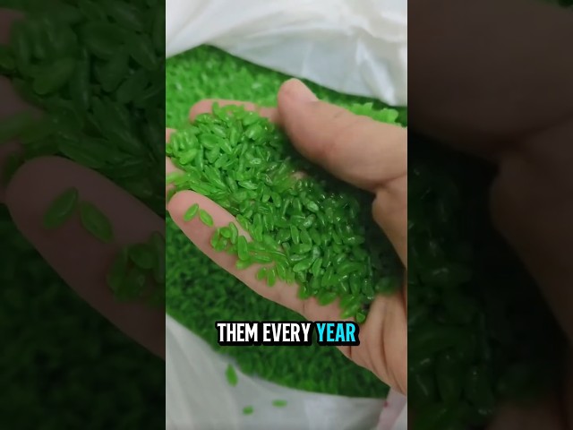 Vídeo relacionado con Ken Chiku Palillos De Bambú Tensoge 20cm | 40 Pares Envueltos Individualmente | Comida Chino Y Japonés | Natural | Respetuoso Al Medio Ambiente Y Biodegradable | Adultos Y Niños