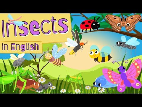 Insects | Bugs | Learn insect names | Insect flashcards | Australian accent | Böcekler ingilizce