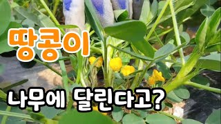 땅콩 꽃피면 꼭 이렇게 해야 자방병! 땅콩 재배