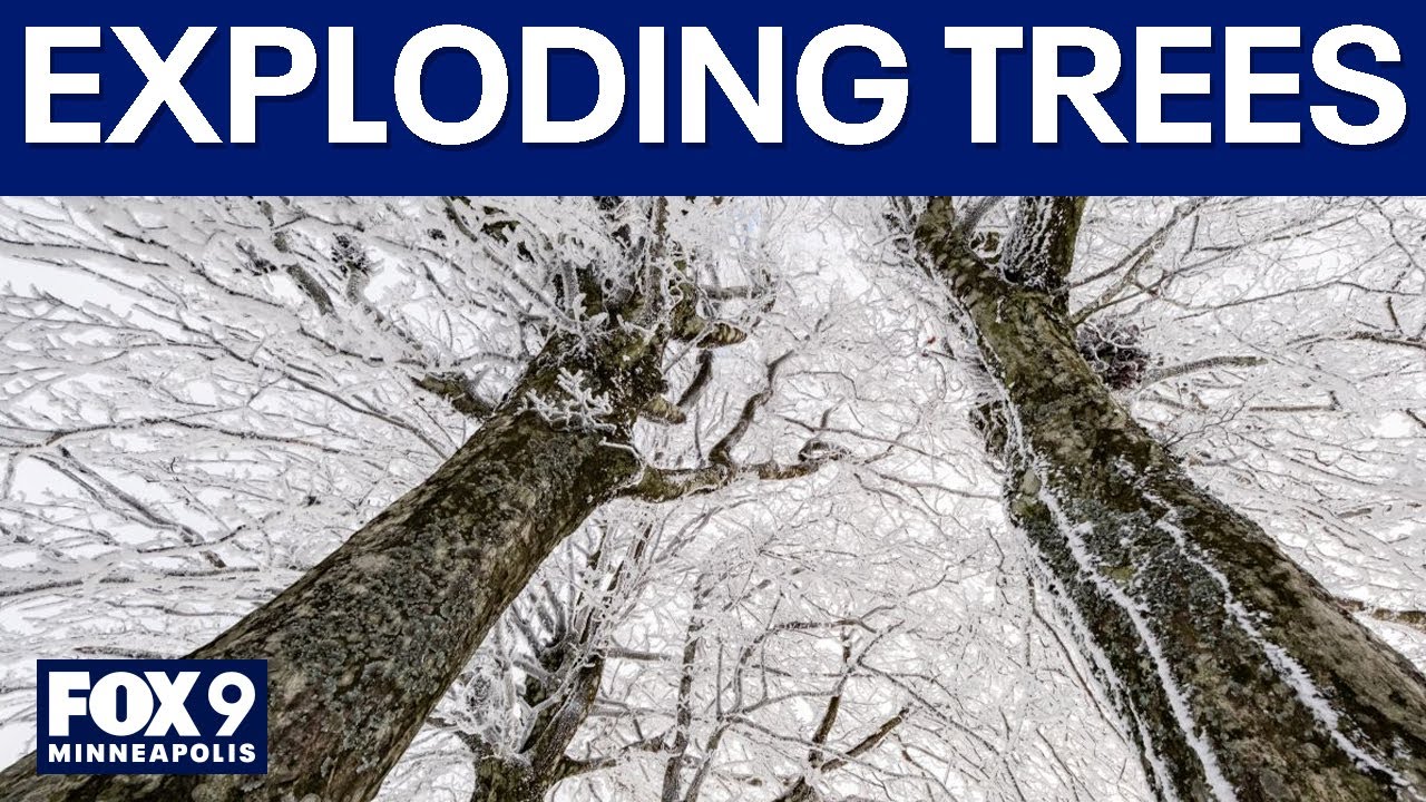 Do trees actually explode from extreme cold?