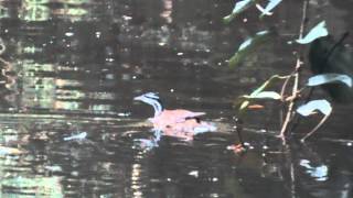 preview picture of video 'Birds of Costa Rica: Sungrebe- Heliornis fulica'