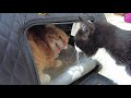Guest Kitten Hisses At My Cat Feat TangoTheCat