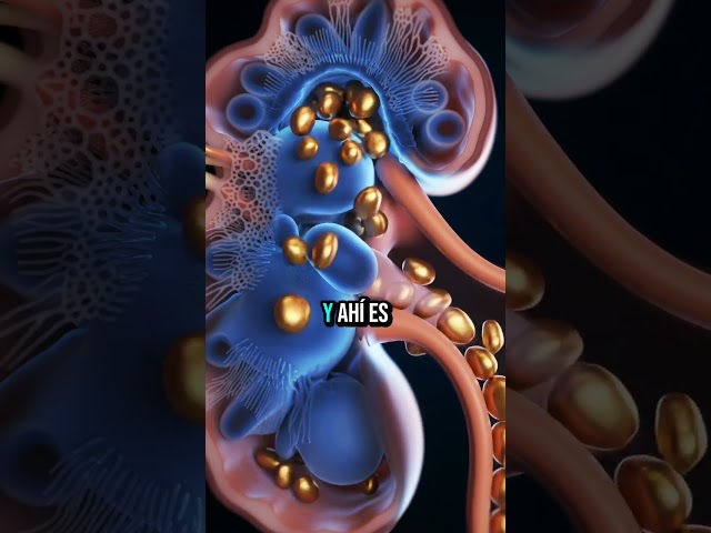 Vídeo relacionado con ELIMINA URGENTEMENTE LOS METALES PESADOS DE TU CUERPO