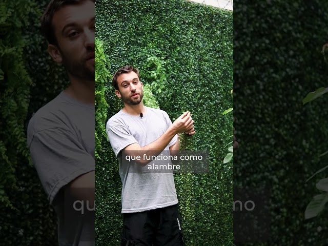 Vídeo relacionado con 2 Pcs Plantas Artificiales Colgantes Plantas Artificiales Decorativas Planta Artificial Colgante Plantas Colgantes Hiedra Plantas Colgantes Artificiales para Cocina Balcón Sala de Estar Jardín
